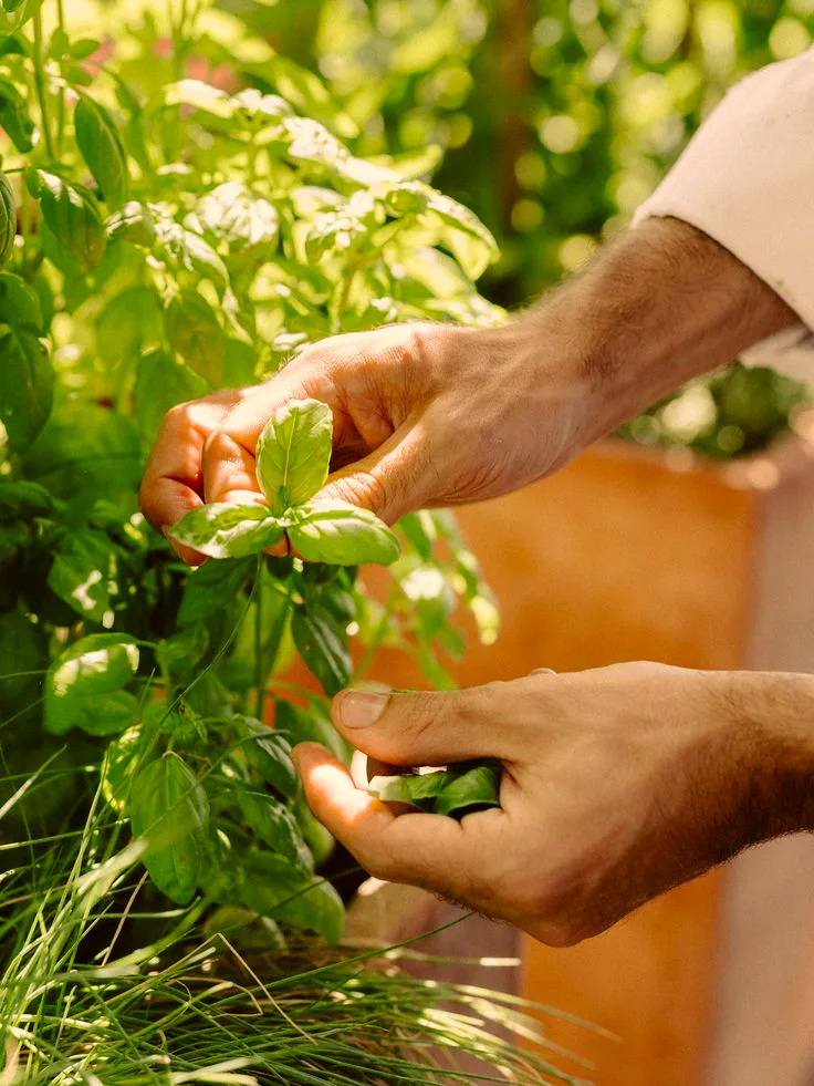 Sélection des plantes